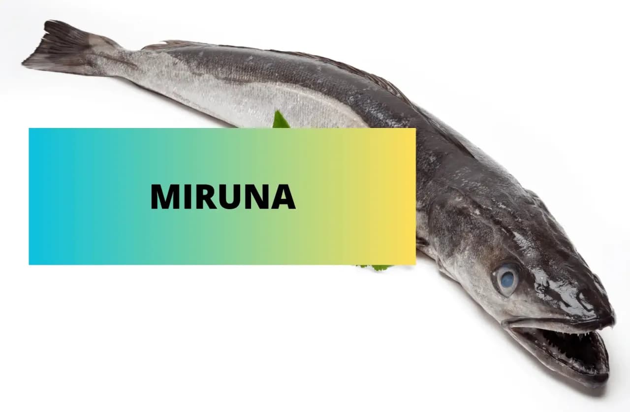 Miruna - co to za ryba i dlaczego warto ją jeść każdego dnia