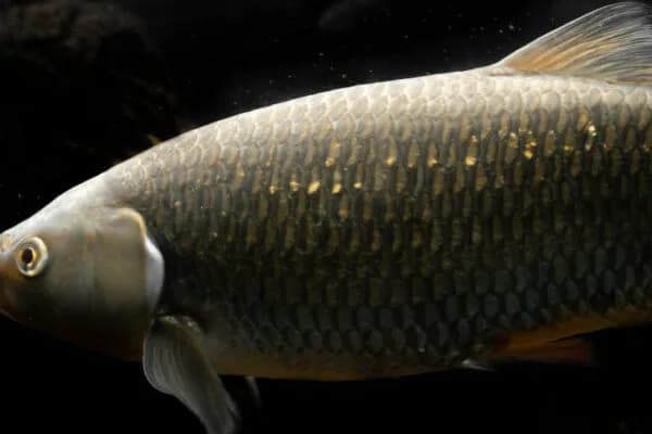 Czym karmić amury w stawie, aby uniknąć problemów z ich zdrowiem?