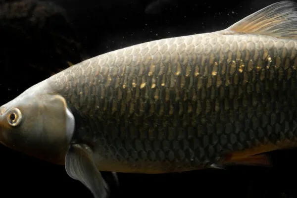 Czym karmić amury w stawie, aby uniknąć problemów z ich zdrowiem?